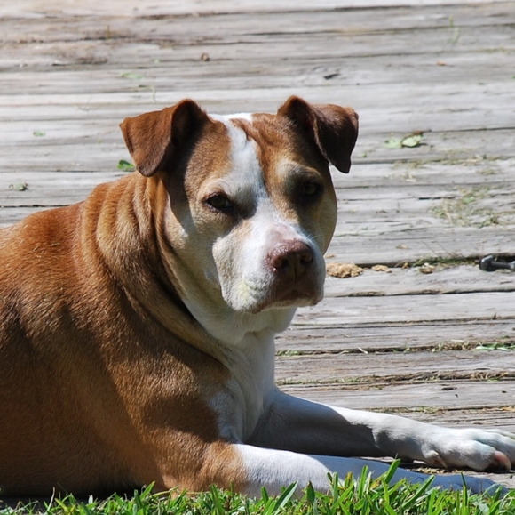 Meet your Posher, Tracey - Picture 4 of 6